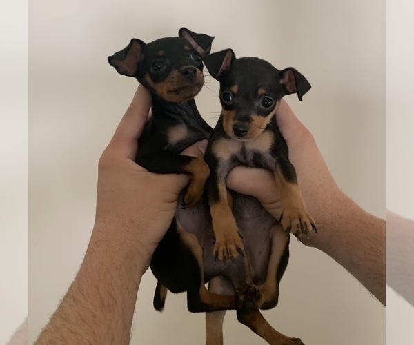 Medium Photo #1 Miniature Pinscher Puppy For Sale in BULGER, PA, USA