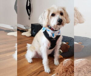 Havanese-Wheaten Terrier Mix Dogs for adoption in Denver , CO, USA