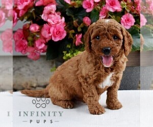 Poodle (Miniature) Puppy for sale in MADISONBURG, PA, USA