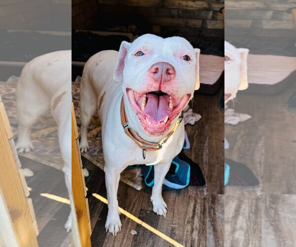 Medium Photo #3 American Pit Bull Terrier-Unknown Mix Puppy For Sale in Binghamton, NY, USA