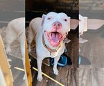 Small #2 American Pit Bull Terrier Mix