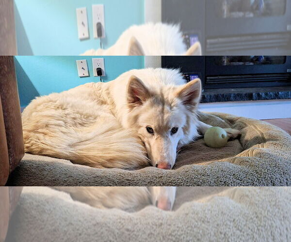 Medium Photo #1 Alaskan Malamute Puppy For Sale in Omaha, NE, USA