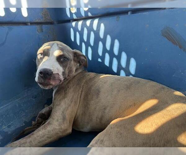 Medium Photo #1 American Staffordshire Terrier-Unknown Mix Puppy For Sale in San Antonio, TX, USA