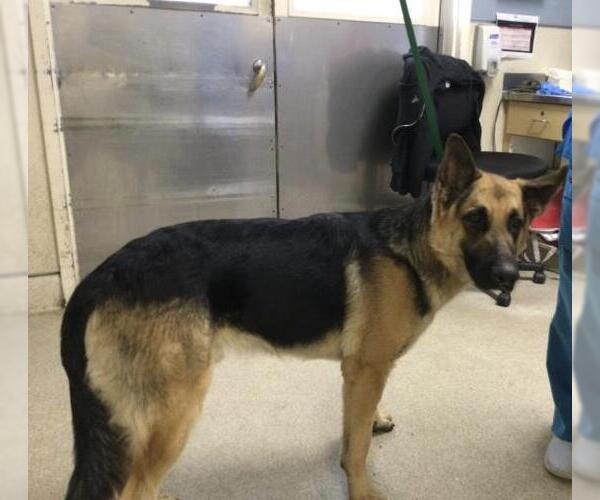 Medium Photo #1 German Shepherd Dog Puppy For Sale in Riverside, CA, USA