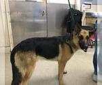 Small German Shepherd Dog