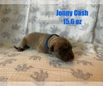 Puppy Johnny Cash Great Dane