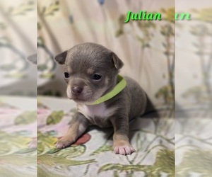 Chihuahua Puppy for sale in HOMERVILLE, GA, USA