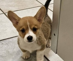 Pembroke Welsh Corgi Puppy for sale in MILTON, WI, USA