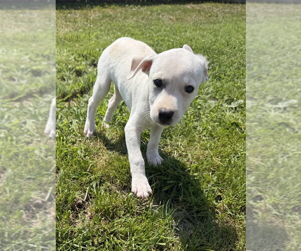 Medium Photo #3 Labbe Puppy For Sale in Aurora, IN, USA