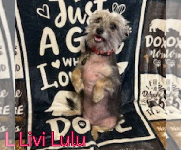 Medium Photo #6 Mutt Puppy For Sale in San Antonio, TX, USA