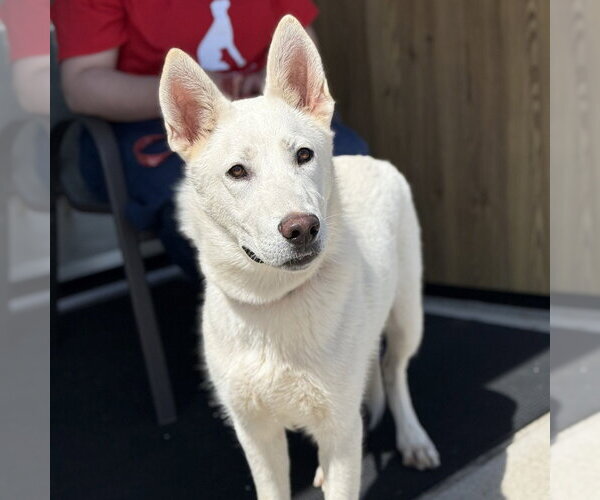 Medium Photo #11 Siberian Husky-Unknown Mix Puppy For Sale in Canton, CT, USA