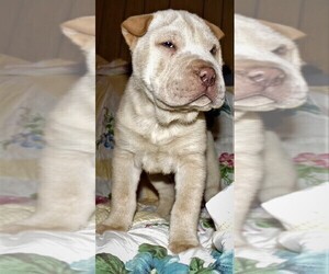 Chinese Shar-Pei Puppy for Sale in DUNNELLON, Florida USA