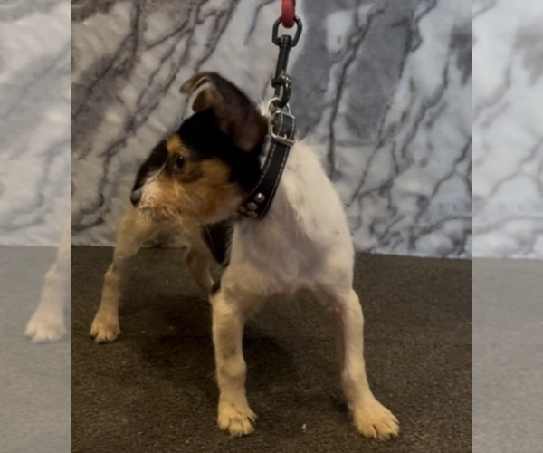 Medium Photo #7 Jack Chi Puppy For Sale in MOUNT CARMEL, PA, USA