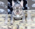 Small Photo #3 French Bulldog Puppy For Sale in HESPERIA, CA, USA