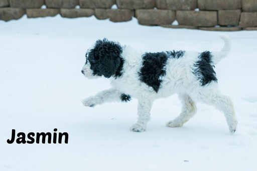 Medium Photo #3 Labradoodle-Poodle (Standard) Mix Puppy For Sale in SAINT CLOUD, MN, USA