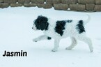 Small Photo #3 Labradoodle-Poodle (Standard) Mix Puppy For Sale in SAINT CLOUD, MN, USA