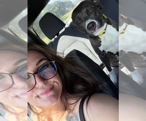 Mother of the American Pit Bull Terrier-Mutt Mix puppies born on 07/15/2026