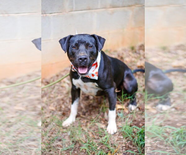 Medium Photo #1 Mutt Puppy For Sale in Greenville, SC, USA