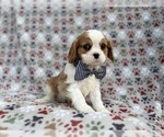 Small #1 Cavalier King Charles Spaniel