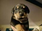 Small Photo #4 Rottweiler Puppy For Sale in POTTSBORO, TX, USA