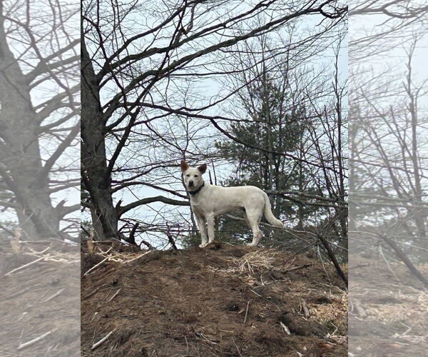 Medium Photo #3 Unknown-white german shepherd Mix Puppy For Sale in Hoffman Estates, IL, USA