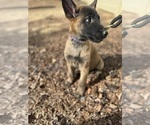 Small #1 German Malinois