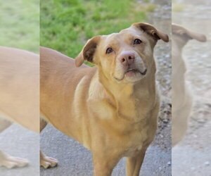 Dijon - Female Mutt Dog for Adoption - Photo #4