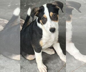 Labrador Retriever-Unknown Mix Dogs for adoption in Rockaway, NJ, USA