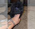 Small #24 Poodle (Toy)