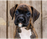 Small #1 Boxer