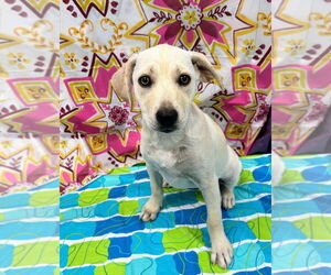 Labrador Retriever Dogs for adoption in Bryant, AR, USA