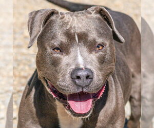 Mutt Dogs for adoption in Hilton Head, SC, USA