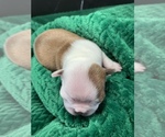 Small #10 Boston Terrier