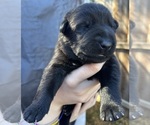 Small Photo #41 German Shepherd Dog Puppy For Sale in LAKE ELSINORE, CA, USA