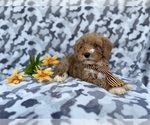 Small #3 Cavapoo (Miniature)
