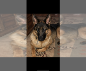 Mother of the German Shepherd Dog puppies born on 11/29/2021