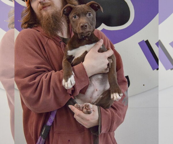 Medium Photo #11 American Pit Bull Terrier-Unknown Mix Puppy For Sale in Huntley, IL, USA