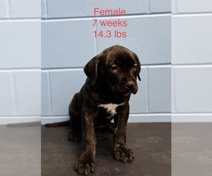 Presa Canario Puppy for Sale in VERONA, Kentucky USA