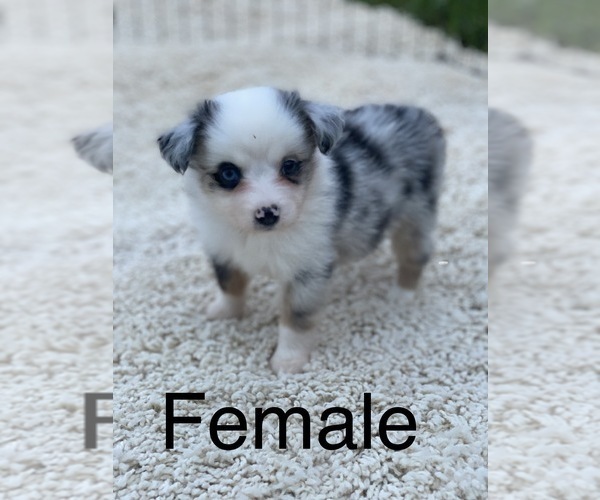Medium Photo #2 Miniature Australian Shepherd Puppy For Sale in HOULKA, MS, USA