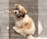 Small Photo #1 Mal-Shi Puppy For Sale in AMARILLO, TX, USA
