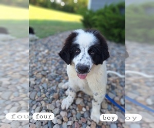 Great Bernese Puppy for sale in TOPEKA, KS, USA