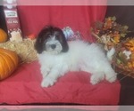 Small Photo #2 Bernedoodle-Poodle (Toy) Mix Puppy For Sale in BLACK FOREST, CO, USA