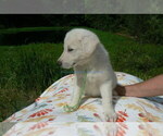 Small #2 German Shepherd Dog