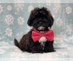 Small Photo #8 ShihPoo Puppy For Sale in LAKELAND, FL, USA