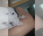 Puppy 5 Bullypit-Vizsla Mix