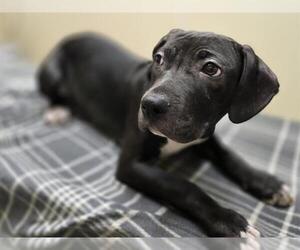 Mutt Dogs for adoption in Center Township, PA, USA