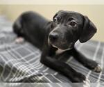 Small Mutt