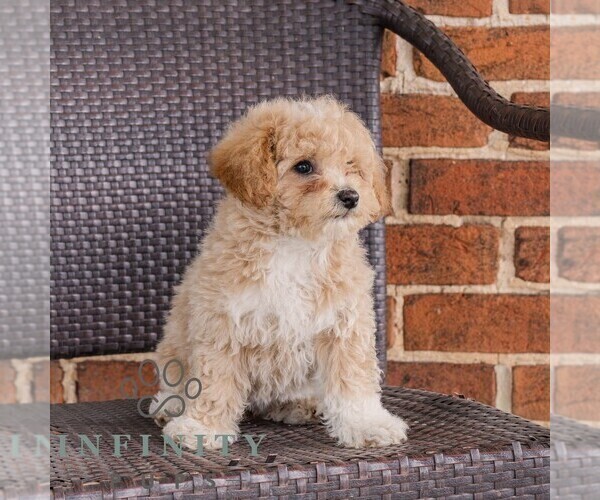 Medium Photo #4 Poodle (Toy)-Zuchon Mix Puppy For Sale in NEWVILLE, PA, USA