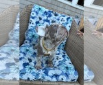 Small #2 French Bulldog