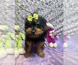 Cavapoo Puppy for sale in LANCASTER, MO, USA